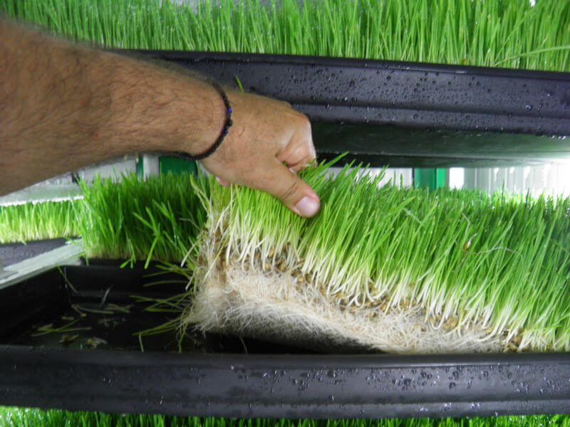 hydroponic fodder feeder